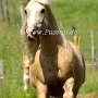 American_Bashkir_Curly_Horse_40_(83)