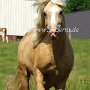 American_Bashkir_Curly_Horse_40_(84)
