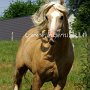 American_Bashkir_Curly_Horse_40_(85)