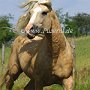 American_Bashkir_Curly_Horse_40_(86)