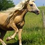 American_Bashkir_Curly_Horse_40_(90)