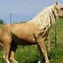 American_Bashkir_Curly_Horse_40_(91)