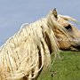 American_Bashkir_Curly_Horse_40_(92)