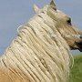 American_Bashkir_Curly_Horse_40_(94)