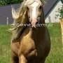 American_Bashkir_Curly_Horse_40_(95)
