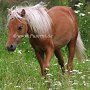 American_Mini_Shetland_Pony2_(21)