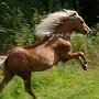 American_Mini_Shetland_Pony2_(38)