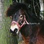 Exmoor_Pony12