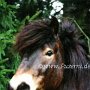 Exmoor_Pony13