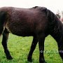 Exmoor_Pony24