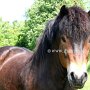 Exmoor_Pony37_(12)