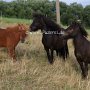 Falabella_Pferd+Shetland_Pony1_(1)