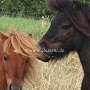Falabella_Pferd+Shetland_Pony1_(2)
