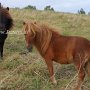Falabella_Pferd+Shetland_Pony1_(3)