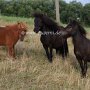 Falabella_Pferd+Shetland_Pony1_(4)