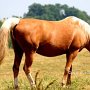 Golden_American_Saddlebreed_Horse01