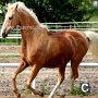 Golden_American_Saddlebreed_Horse34