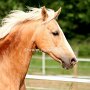 Golden_American_Saddlebreed_Horse63