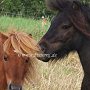 Falabella_Pferd+Shetland_Pony1(2)