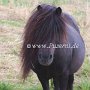 Shetland_Pony3(16)