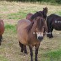 Shetland_Pony3(19)