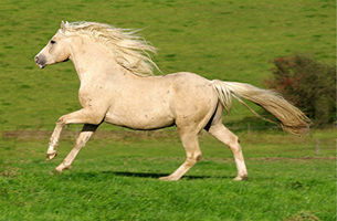 American Curly Horse im Sommer39(83)