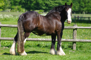 Shire Horse47(7)