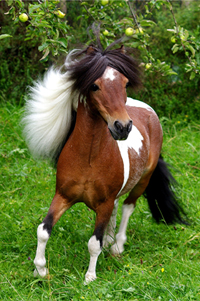American Miniatur Horse 24(159)