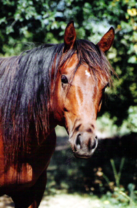 Quarter Horse23