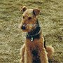 Airedale_Terrier1(1)