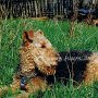 Airedale_Terrier1(3)