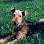 Airedale_Terrier1(4)