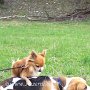 Beagle+Chihuahua1(3)