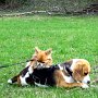 Beagle+Chihuahua1(4)