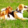 Beagle+Chihuahua1(5)