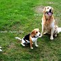 Beagle+P_Jack_Russell_Terrier+G_Retriever1(1)