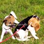 Beagle+Parson_Jack_Russell_Terrier1(7)
