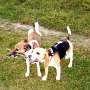 Beagle+Parson_Jack_Russell_Terrier1(8)