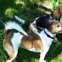 Beagle+Parson_Jack_Russell_Terrier1(9)