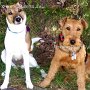 Parson_Jack_Russell_Terrier+Welsh_Terrier1(4)