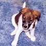 Parson_Jack_Russell_Terrier1(2)