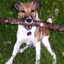 Parson_Jack_Russell_Terrier2(15)