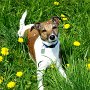 Parson_Jack_Russell_Terrier3(5)