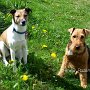 Welsh_Terrier+P_Jack_Russell_Terrier1(1)
