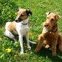 Welsh_Terrier+P_Jack_Russell_Terrier1(2)
