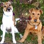 Welsh_Terrier+P_Jack_Russell_Terrier1(4)