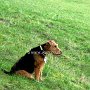 Welsh_Terrier1(1)