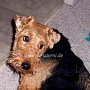Welsh_Terrier1(2)