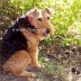 Welsh_Terrier1(8)